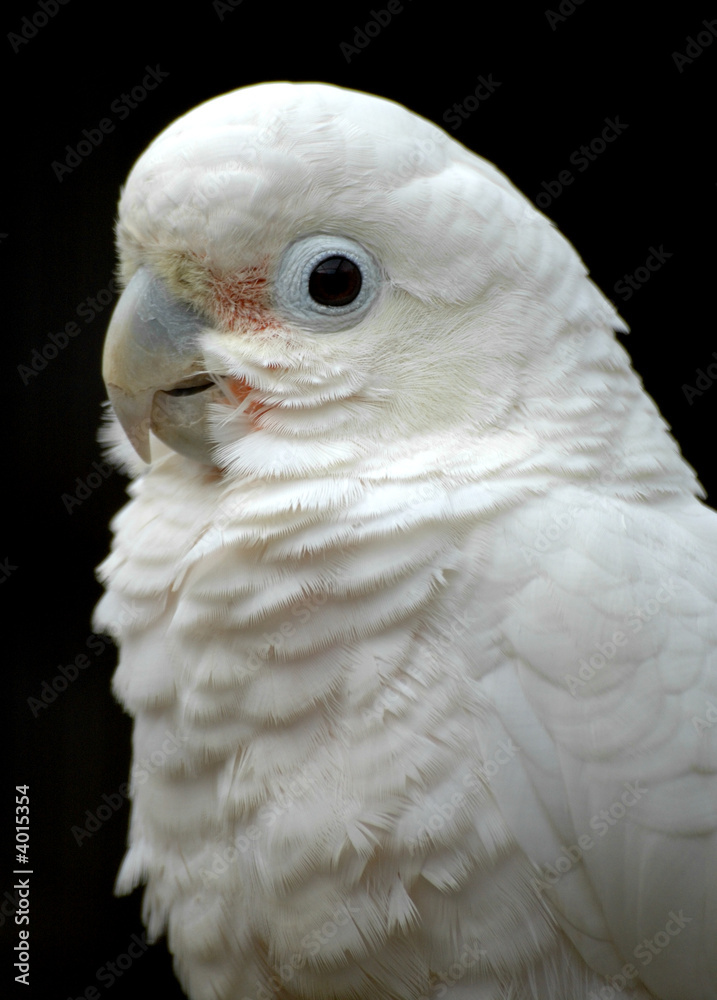 Obraz premium cockatoo