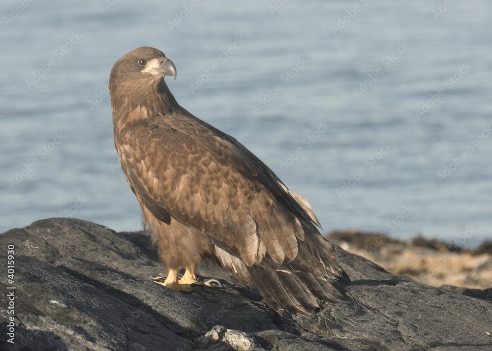 Young White tailed Eagle. Young White tailed Eagle.