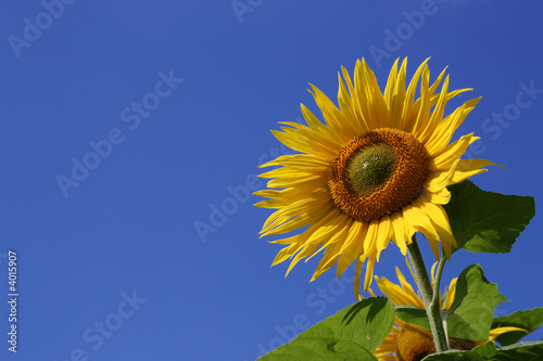 Beautiful sunflower