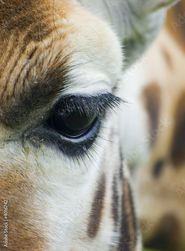 Photography giraffe eye