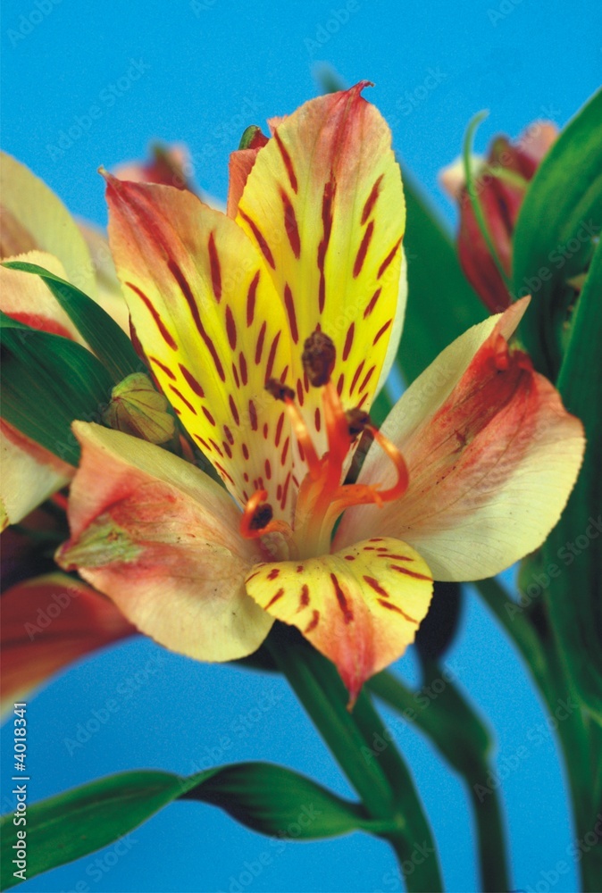 Obraz premium Yellow Lilly
