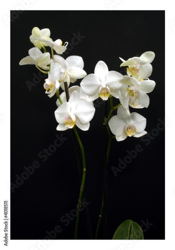 Fototapeta Naklejka Na Ścianę i Meble -  White Orchids on a black background