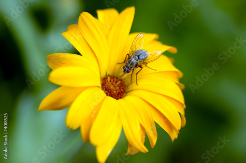 Fly is sitting on vivid daisy
