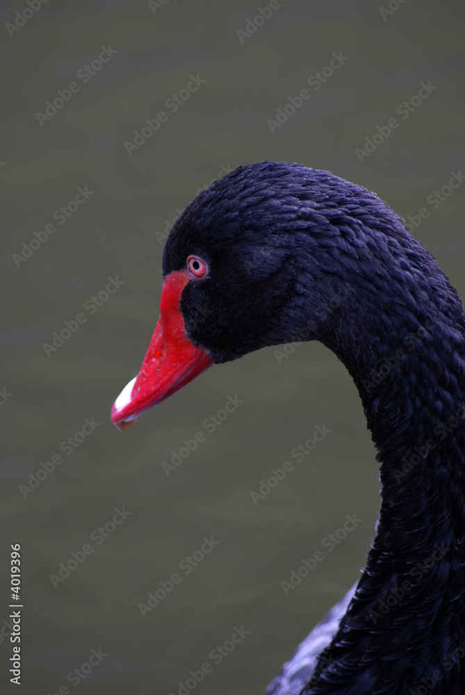 Obraz premium a black swan