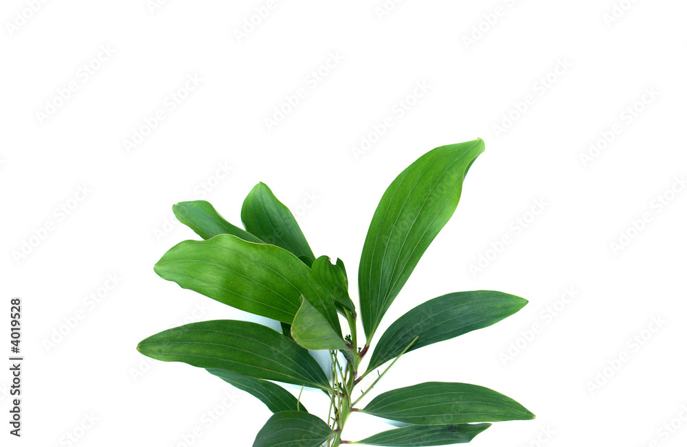 Fototapeta premium rameau d'arbre tropical