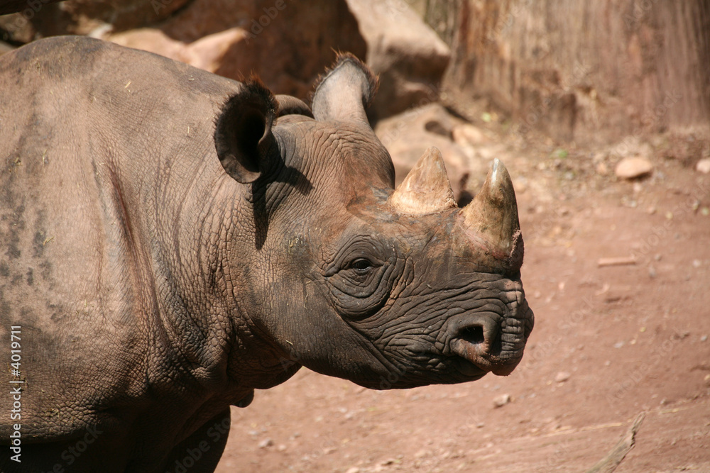 Fototapeta premium Spitzmaulnashorn