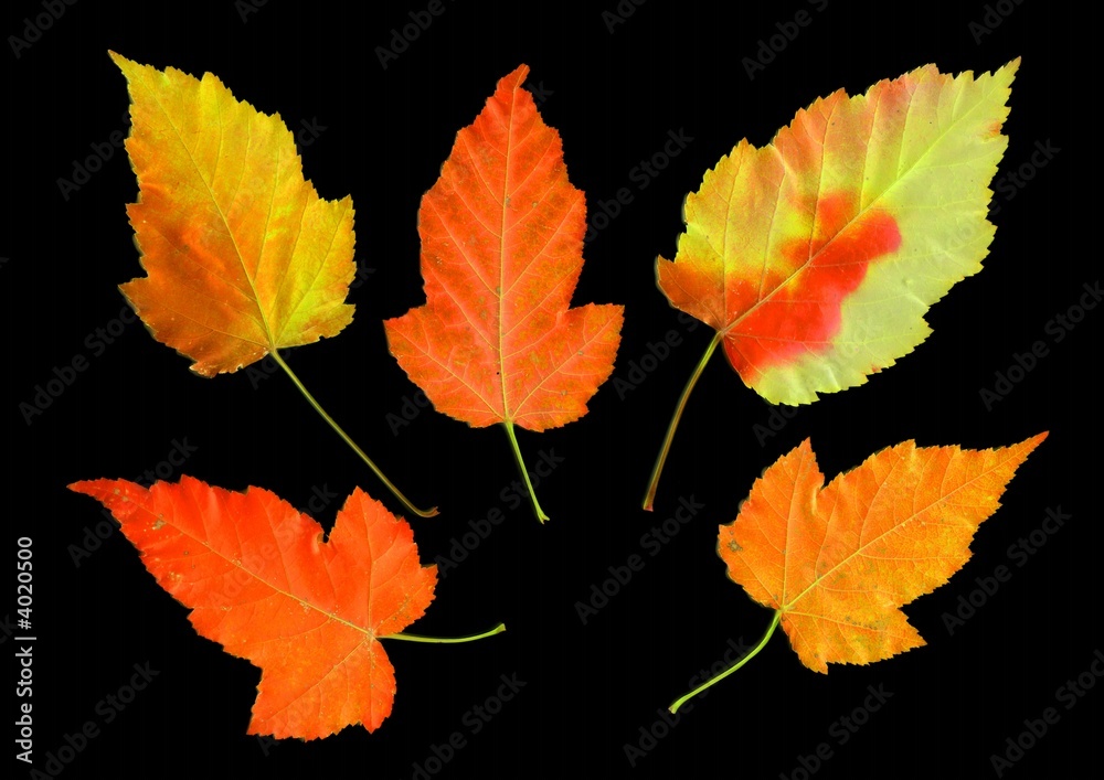 Autumn leaves on black background