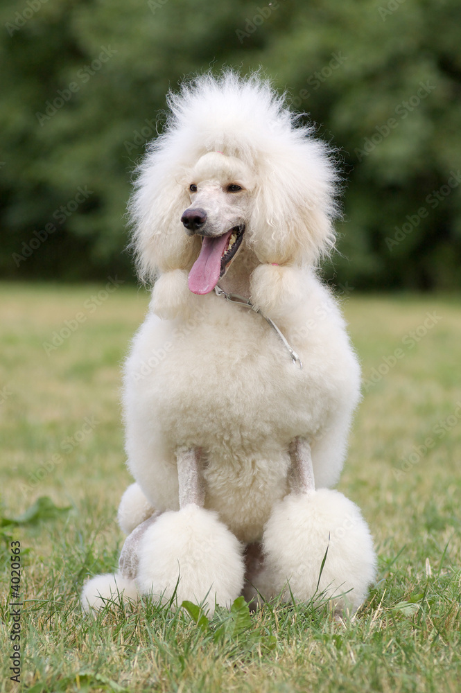 King size white poodle dog portrait