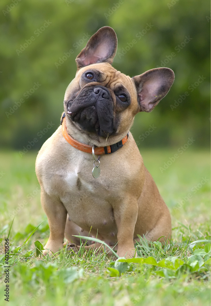 French bulldog dog portrait
