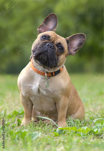 Fotografie French bulldog dog portrait