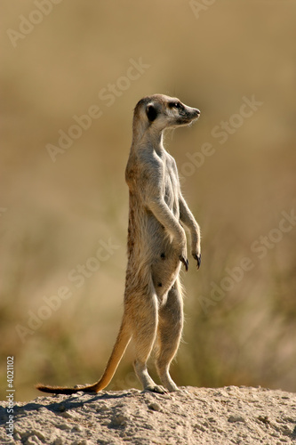 Suricate (meerkat) photo