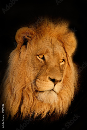 African lion  Panthera leo  portrait