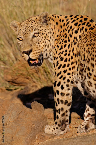 Male leopard  Panthera pardus 