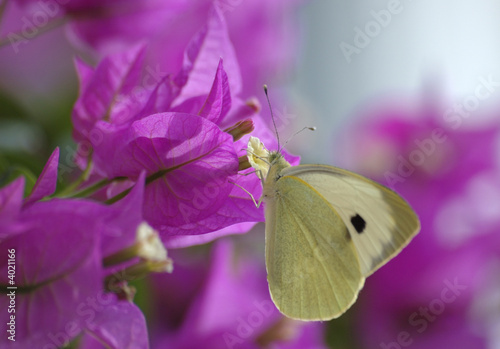 large white butterfly © martin1985