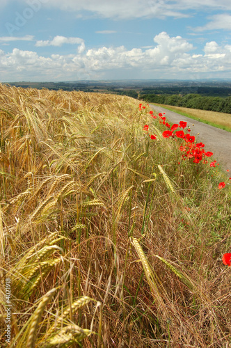 Edge of Wheat Field with Poppies