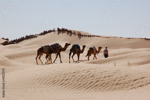 caravan in desert Sahara