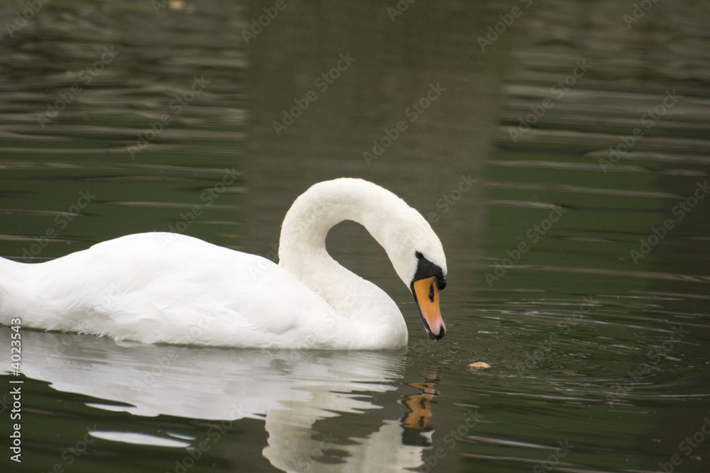 Fototapeta premium Le repas du cygne