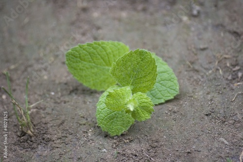 Feuilles de menthe