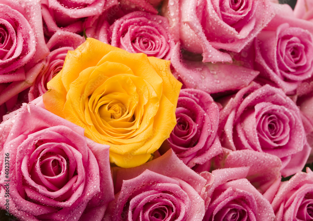 Fototapeta premium Bouquet of roses