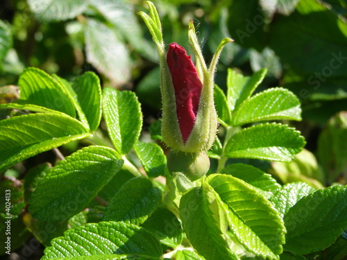Red wild rose