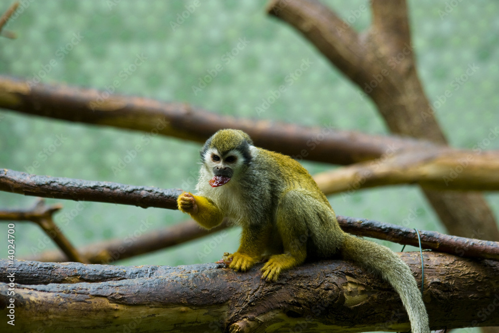 Obraz premium Squirrel monkeys