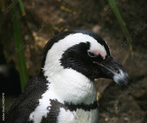 Fototapeta Naklejka Na Ścianę i Meble -  blackfooted penguin (Spheniscus demersus)