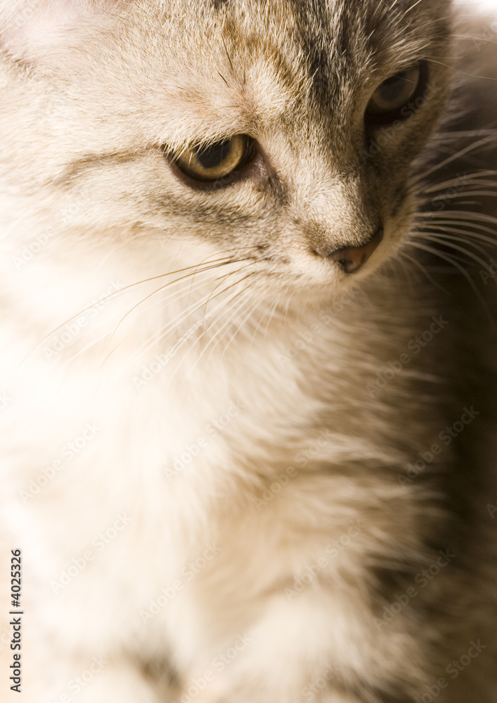 Cat Cat