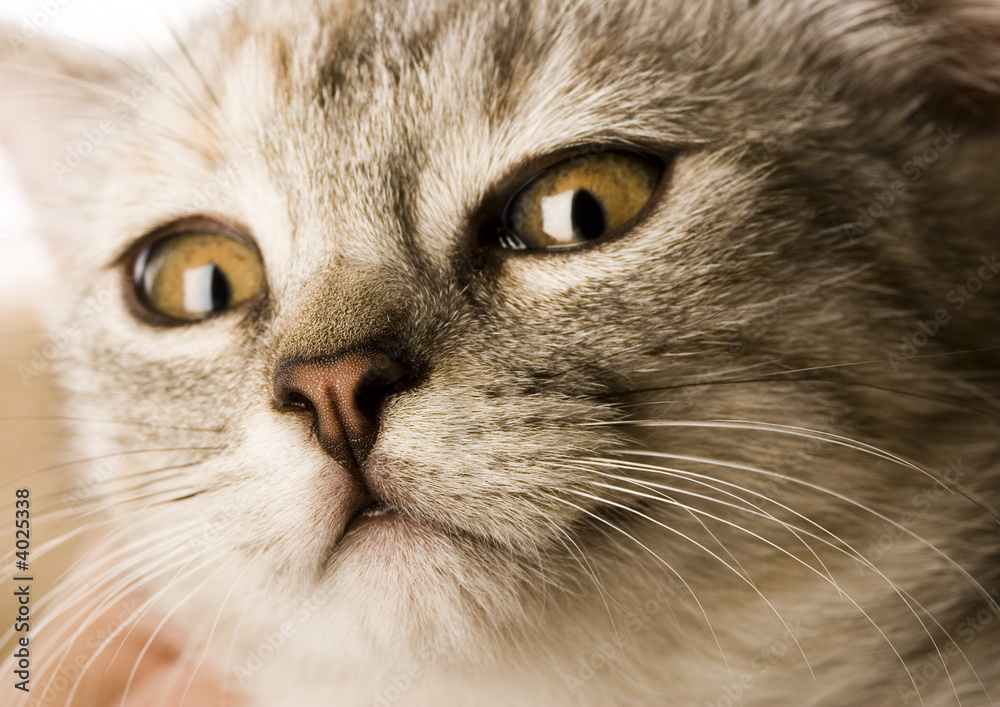 Kitten's face Kitten's face