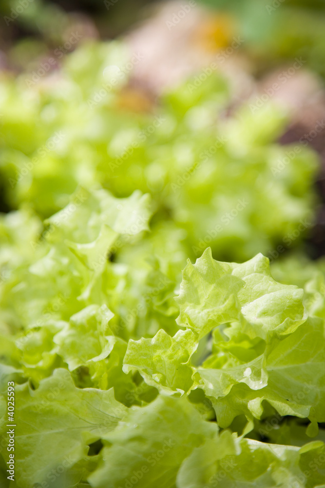 Lettuce Lettuce