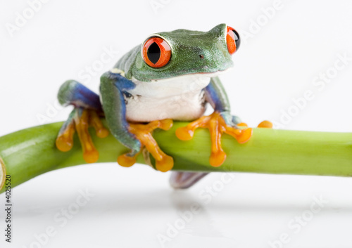 Frog on bamboo