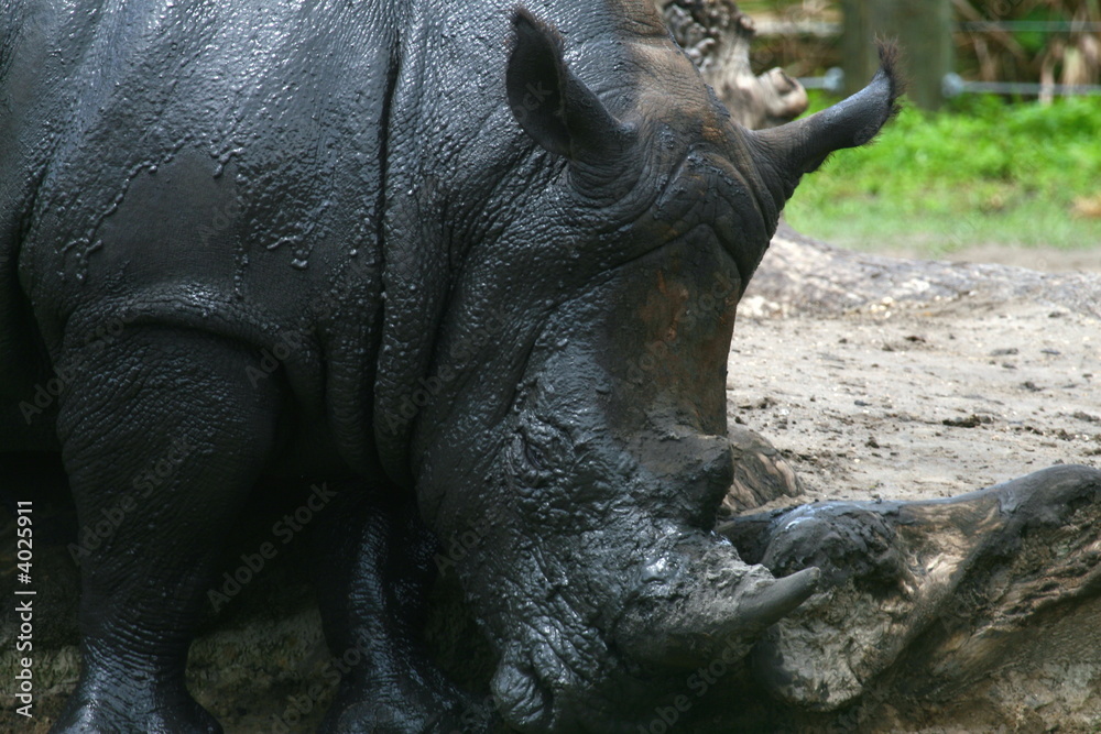 Obraz premium rhino horn