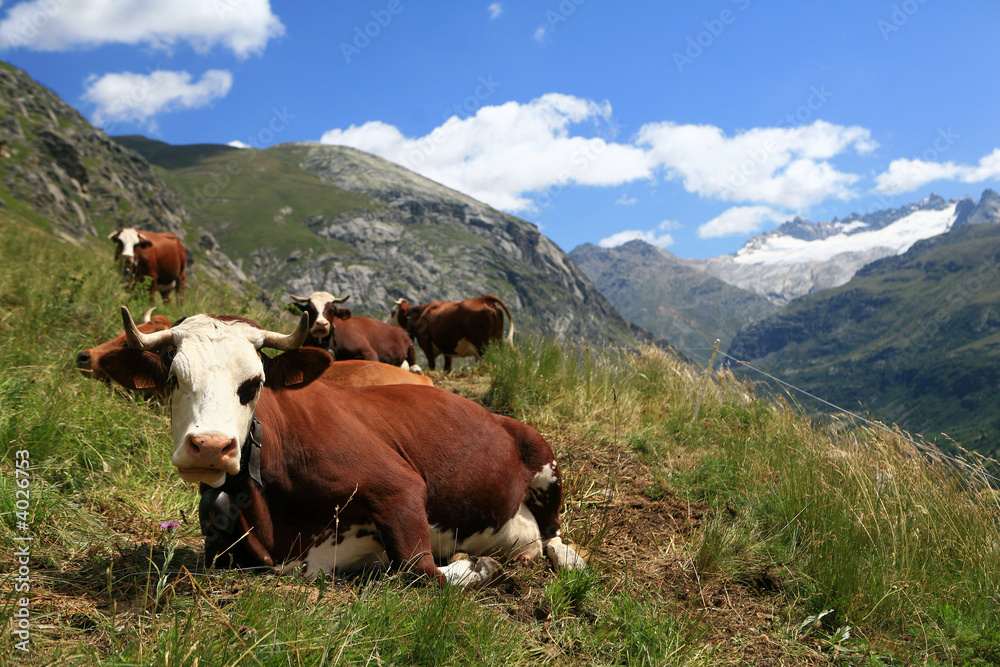 Obraz premium Vaches sur fond de glacier