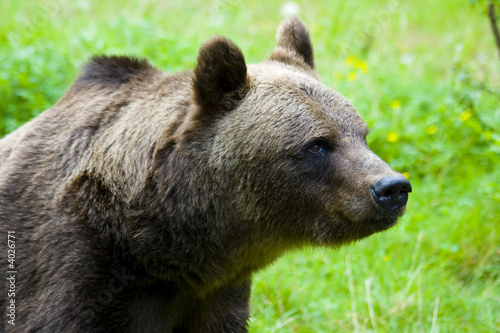 Brown Bear © Michael Ransburg