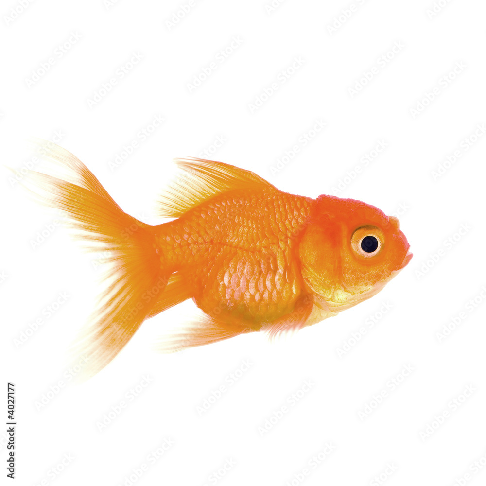 Goldfish in front of a white background Goldfish in front of a white background