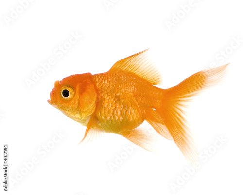 Goldfish in front of a white background © Eric Isselée