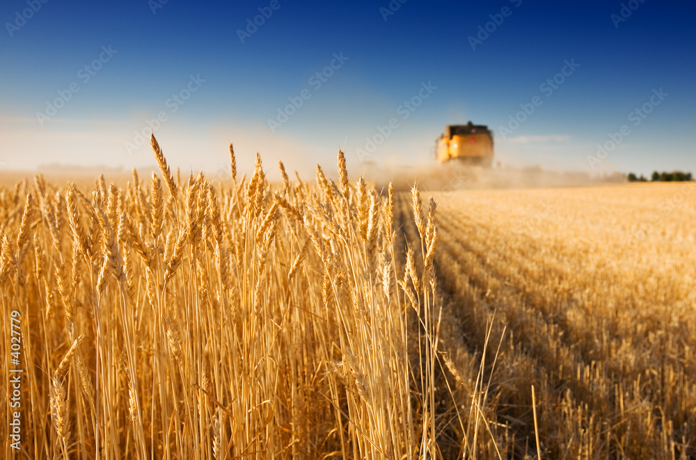 Obraz premium Harvest time
