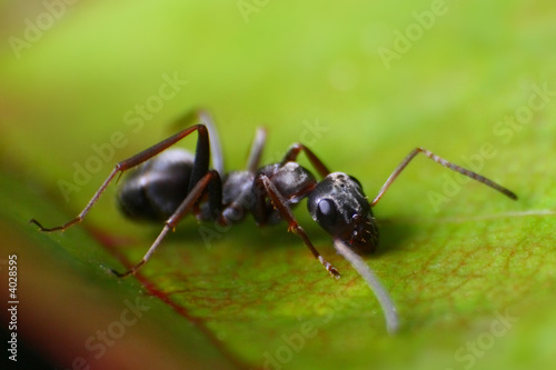 Ant © Jakob Jeske