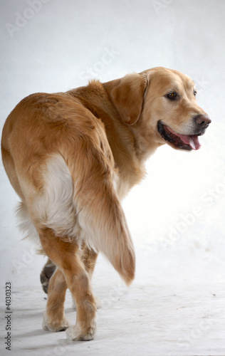 dog s9