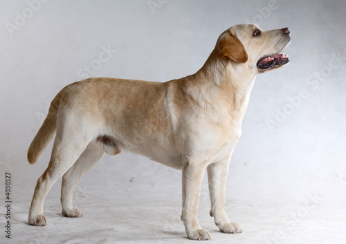 dog s8