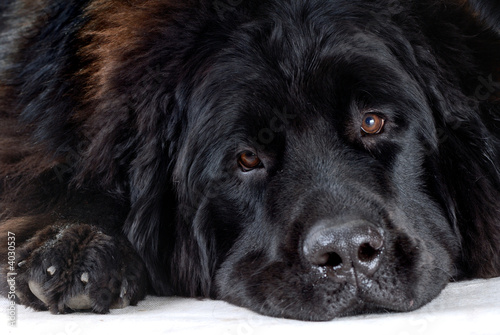 dog s1