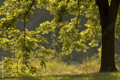 Backlit Walnut Tree
