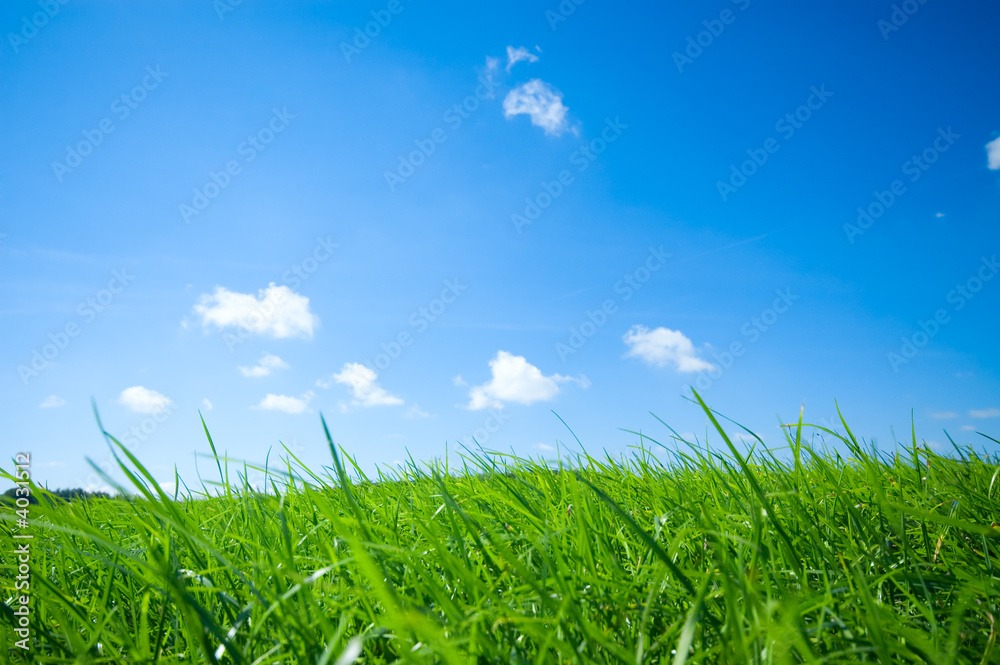 summer background summer background