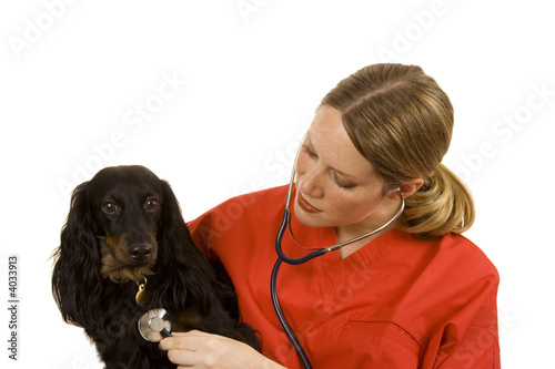 Vet