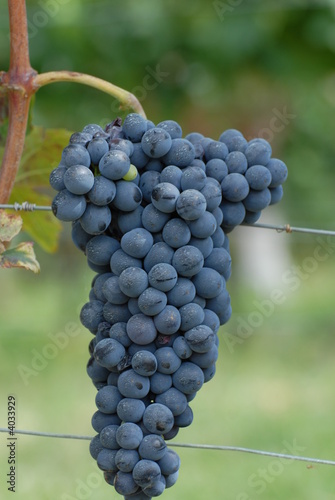 uva barbera photo