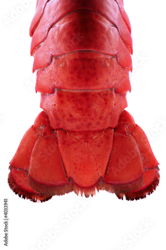  Lobster Tail - Backlit