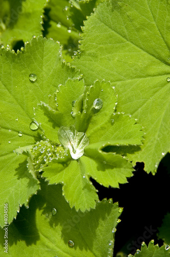 Lady's mantle 