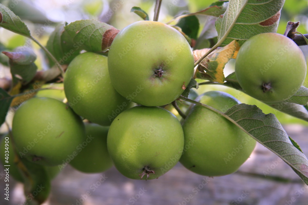 Apples on a tree Apples on a tree