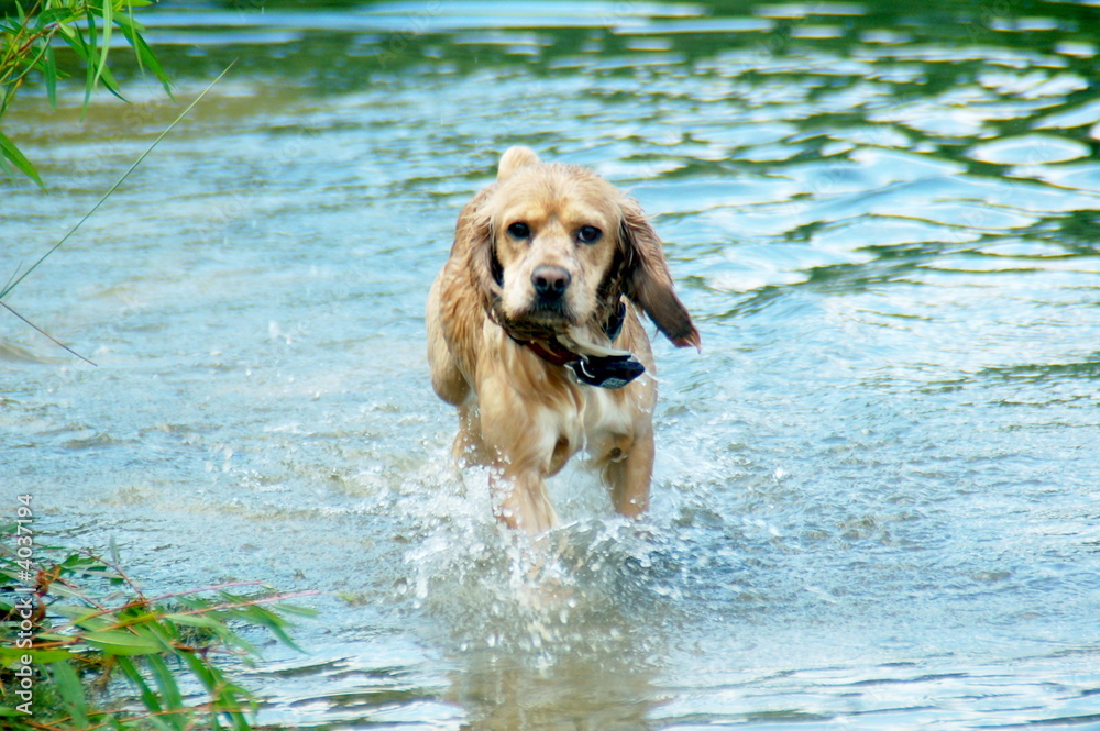 dog trotting in lake water dog trotting in lake water