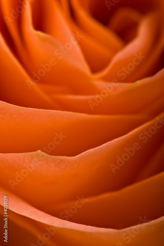 roses abstract