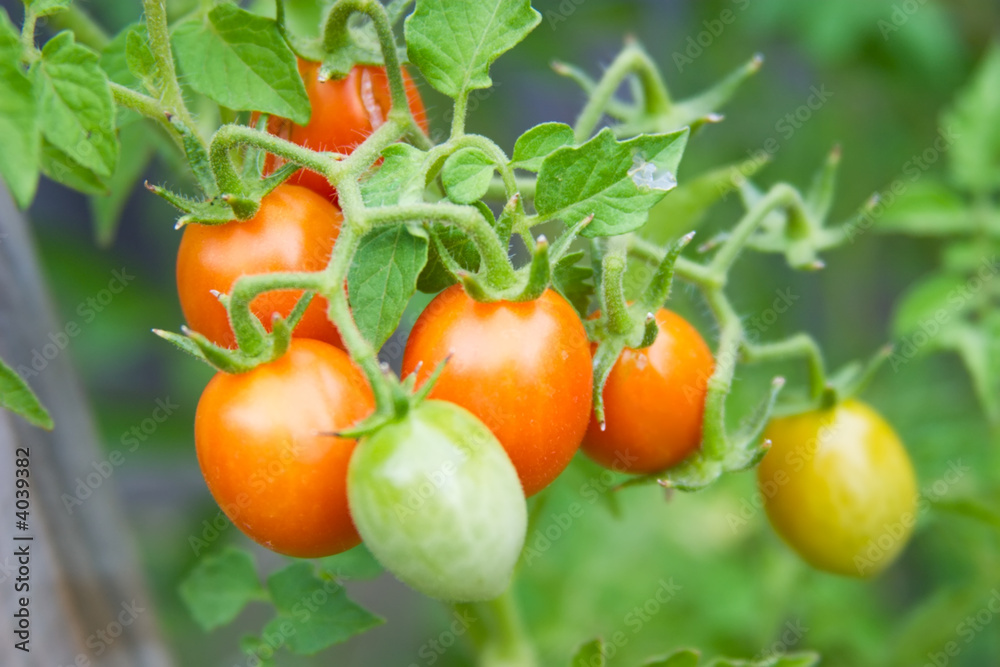 Mini tomatos